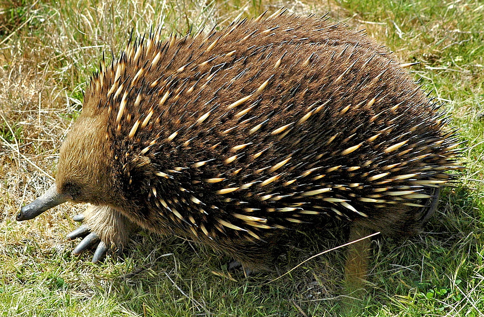 hedgehog on green grass HD wallpaper